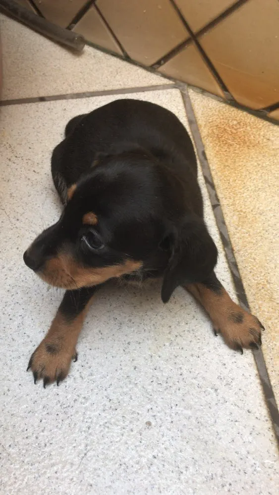 Cachorro ra a Mestiça  idade Abaixo de 2 meses nome Ameixa 