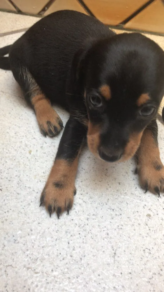 Cachorro ra a Mestiça  idade Abaixo de 2 meses nome Ameixa 