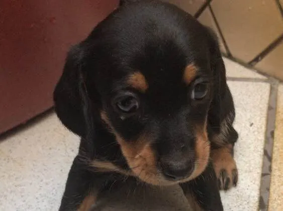 Cachorro ra a Mestiça  idade Abaixo de 2 meses nome Ameixa 