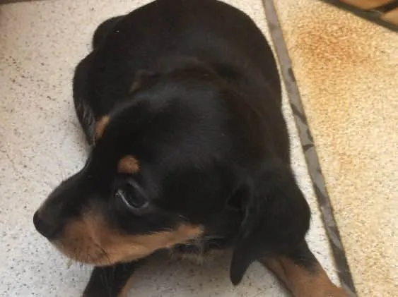 Cachorro ra a Mestiça  idade Abaixo de 2 meses nome Ameixa 