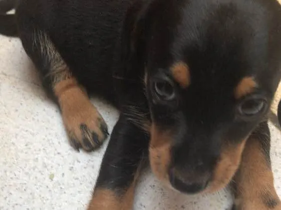 Cachorro ra a Mestiça  idade Abaixo de 2 meses nome Ameixa 