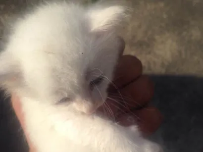 Gato raça Gato idade Abaixo de 2 meses nome Sem nome