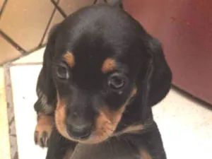 Cachorro raça Mestiça  idade Abaixo de 2 meses nome Ameixa 