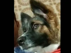 Cachorro raça border collie idade 7 a 11 meses nome max