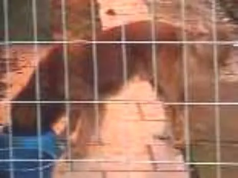 Cachorro ra a Viralata idade 4 anos nome Rolisso
