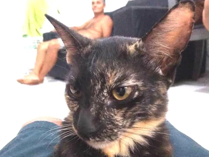 Gato ra a Tabby idade 2 a 6 meses nome Mia