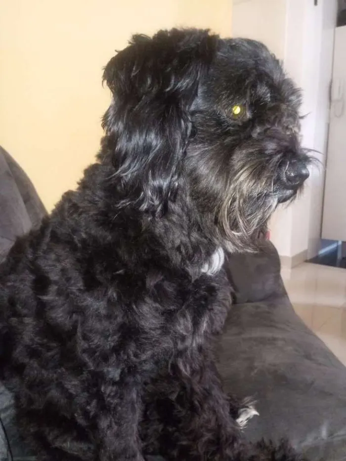 Cachorro ra a Pudoo toy idade 5 anos nome Preto