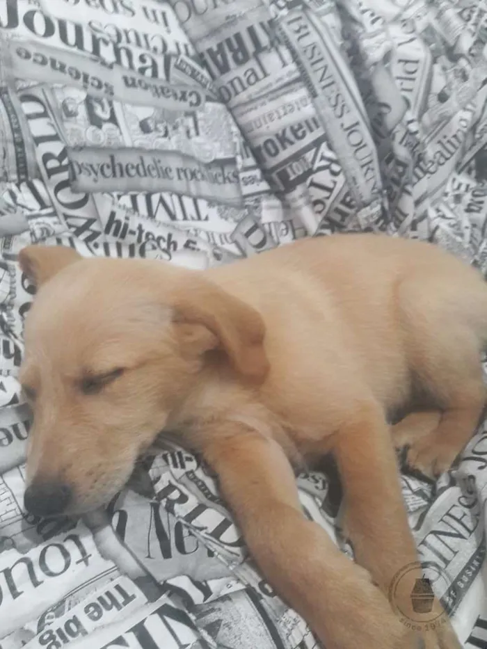 Cachorro ra a SRD idade 2 a 6 meses nome Luck