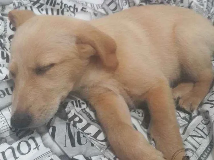 Cachorro ra a SRD idade 2 a 6 meses nome Luck