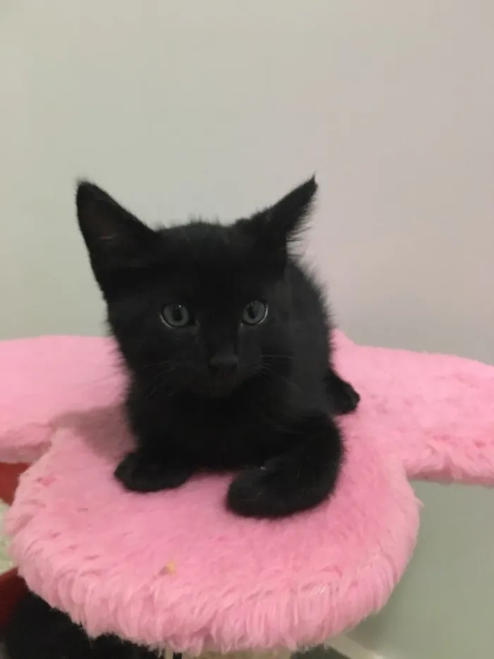 Gato ra a Vira lata  idade Abaixo de 2 meses nome Ninhada 
