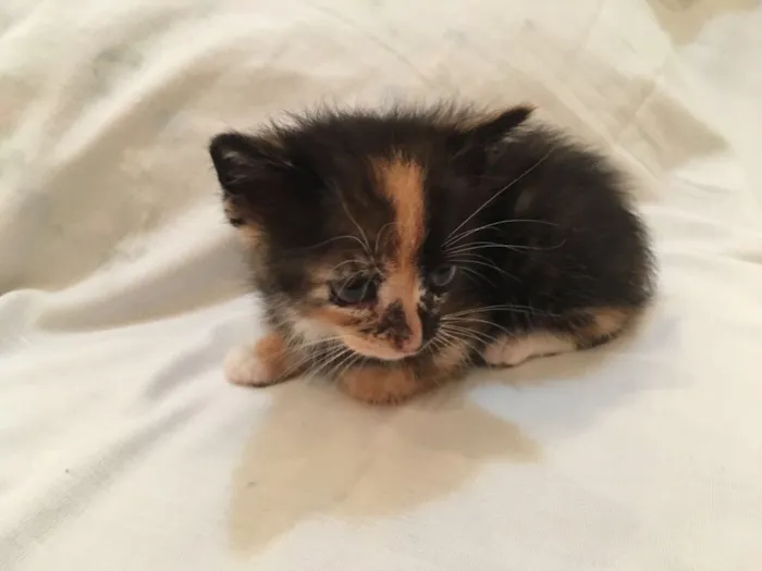 Gato ra a Vira lata  idade Abaixo de 2 meses nome Ninhada 