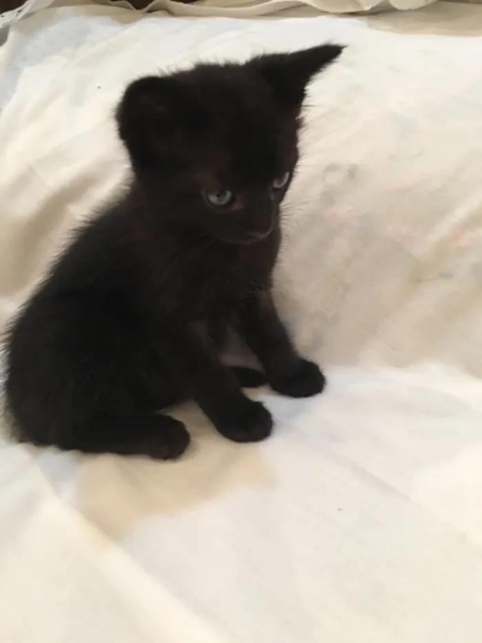 Gato ra a Vira lata  idade Abaixo de 2 meses nome Ninhada 