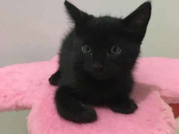 Gato ra a Vira lata  idade Abaixo de 2 meses nome Ninhada 
