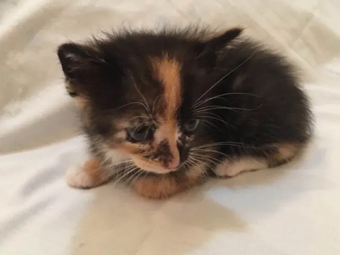 Gato ra a Vira lata  idade Abaixo de 2 meses nome Ninhada 