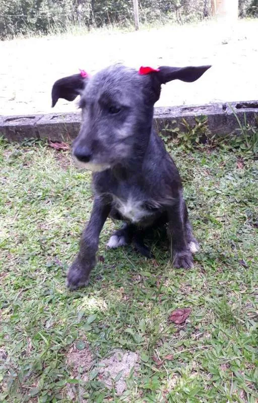 Cachorro ra a SRD idade 2 a 6 meses nome MEG