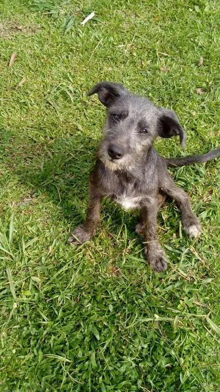Cachorro ra a SRD idade 2 a 6 meses nome MEG