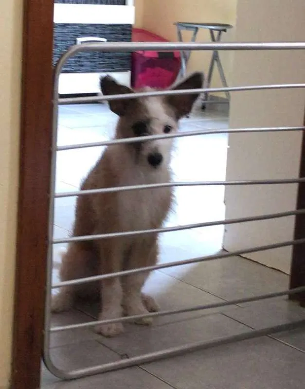 Cachorro ra a rnd idade 2 a 6 meses nome uauau