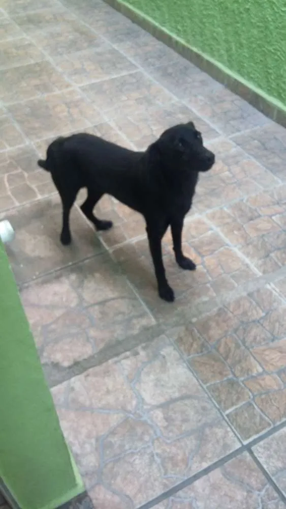 Cachorro ra a Srd idade 7 a 11 meses nome Marshall