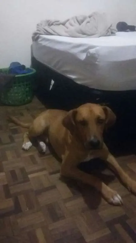 Cachorro ra a Mestiço Golden idade 2 anos nome Heron