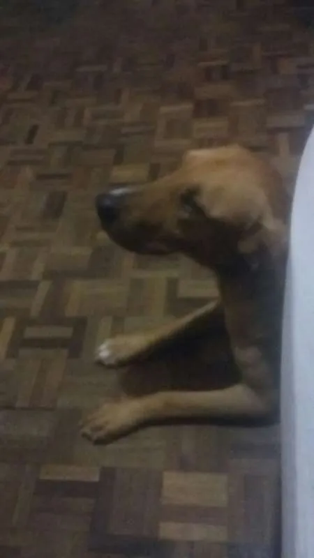 Cachorro ra a Mestiço Golden idade 2 anos nome Heron