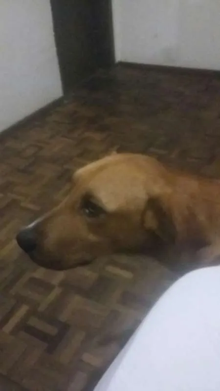 Cachorro ra a Mestiço Golden idade 2 anos nome Heron