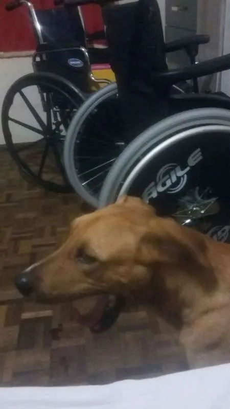Cachorro ra a Mestiço Golden idade 2 anos nome Heron