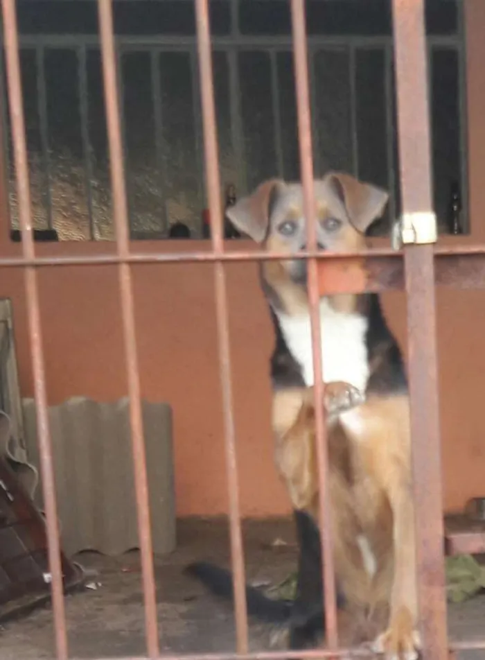 Cachorro ra a  idade 2 a 6 meses nome Sem Nome