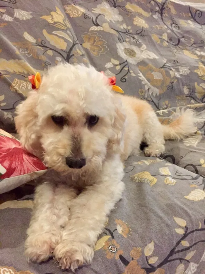 Cachorro ra a Mestiça de podle  idade 3 anos nome Branca