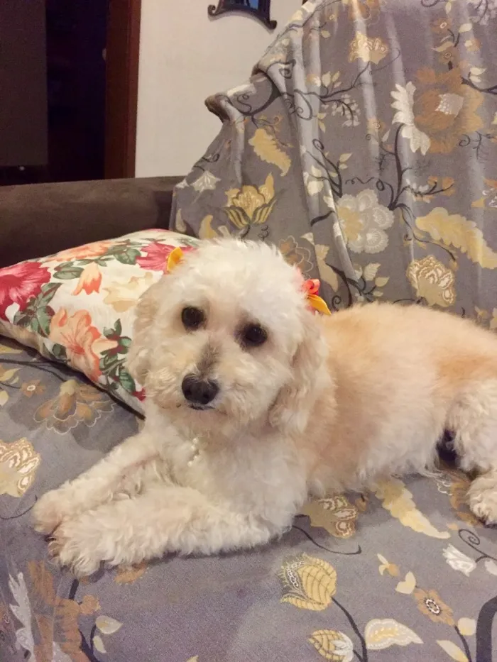 Cachorro ra a Mestiça de podle  idade 3 anos nome Branca