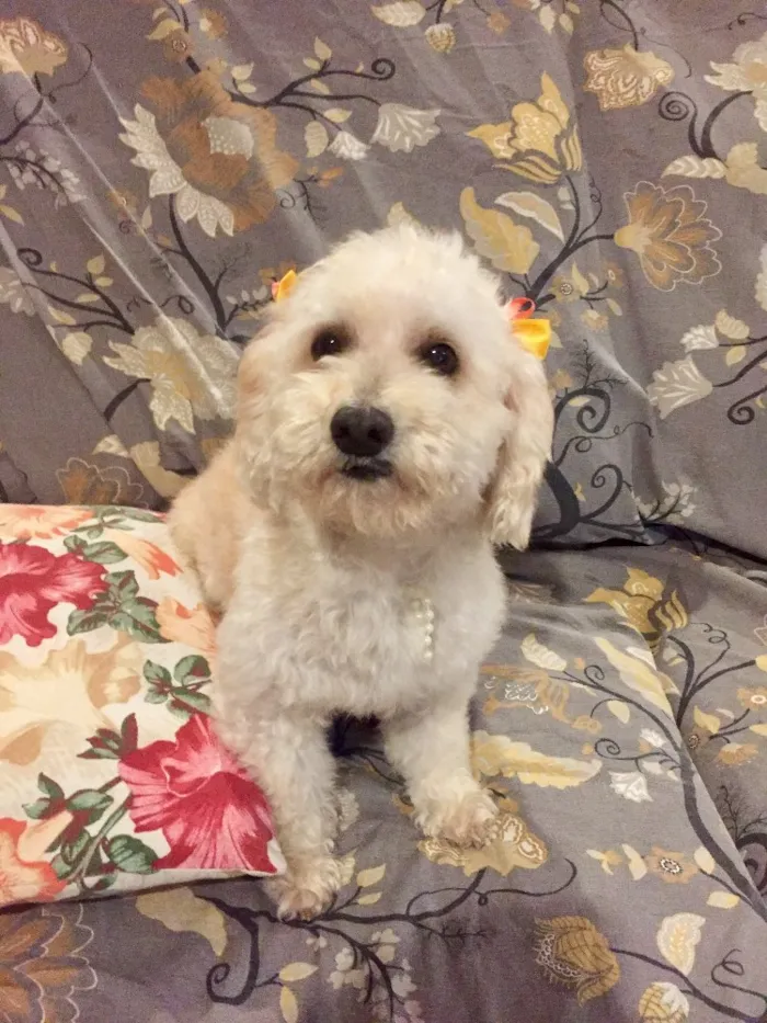 Cachorro ra a Mestiça de podle  idade 3 anos nome Branca
