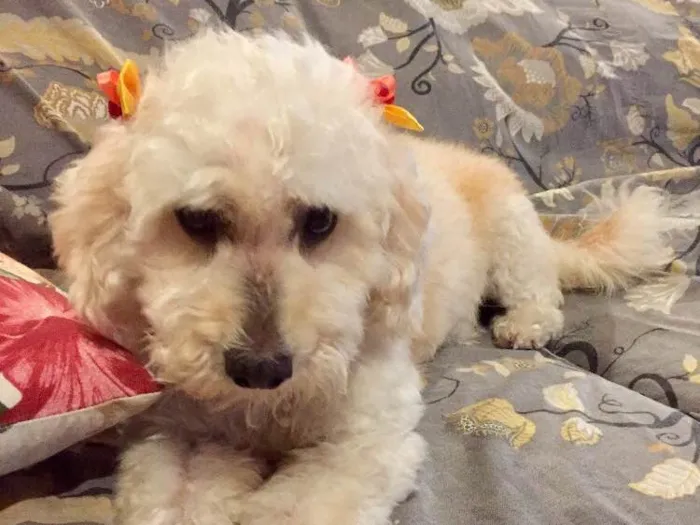 Cachorro ra a Mestiça de podle  idade 3 anos nome Branca