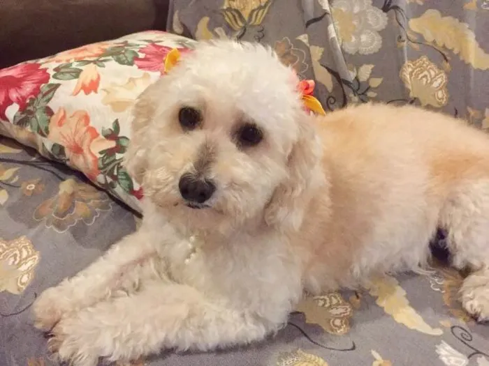 Cachorro ra a Mestiça de podle  idade 3 anos nome Branca