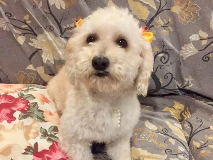 Cachorro ra a Mestiça de podle  idade 3 anos nome Branca