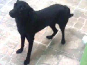 Cachorro raça Srd idade 7 a 11 meses nome Marshall