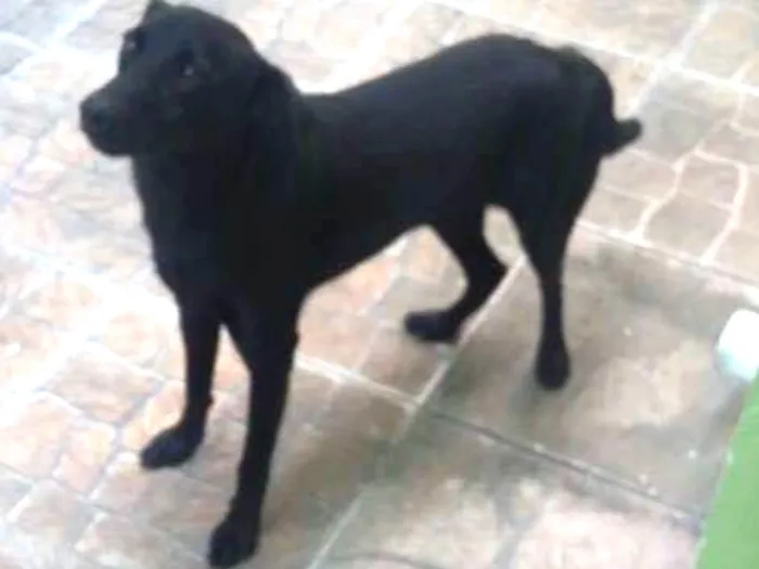 Cachorro ra a Srd idade 7 a 11 meses nome Marshall