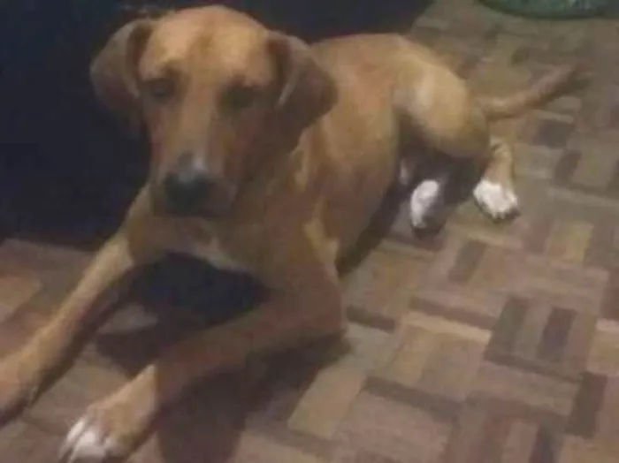 Cachorro ra a Mestiço Golden idade 2 anos nome Heron