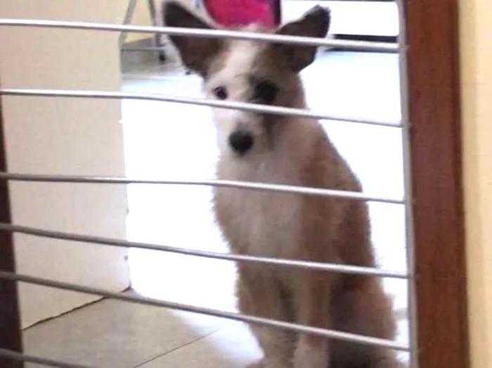 Cachorro ra a rnd idade 2 a 6 meses nome uauau
