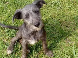 Cachorro raça SRD idade 2 a 6 meses nome MEG
