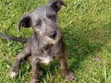 Cachorro ra a SRD idade 2 a 6 meses nome MEG