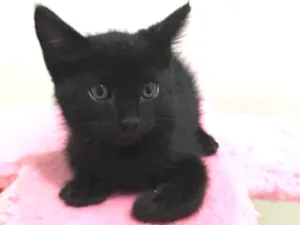 Gato raça Vira lata  idade Abaixo de 2 meses nome Ninhada 