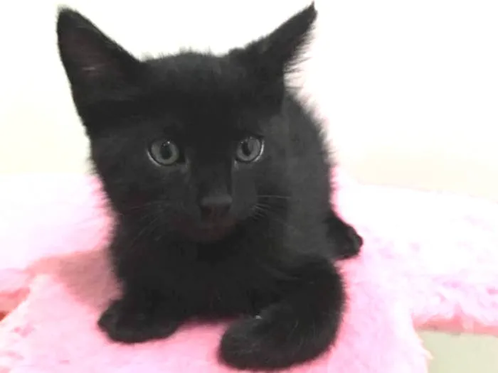 Gato ra a Vira lata  idade Abaixo de 2 meses nome Ninhada 