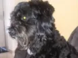 Preto