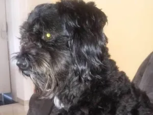 Cachorro raça Pudoo toy idade 5 anos nome Preto