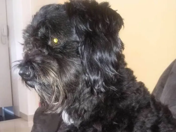 Cachorro ra a Pudoo toy idade 5 anos nome Preto
