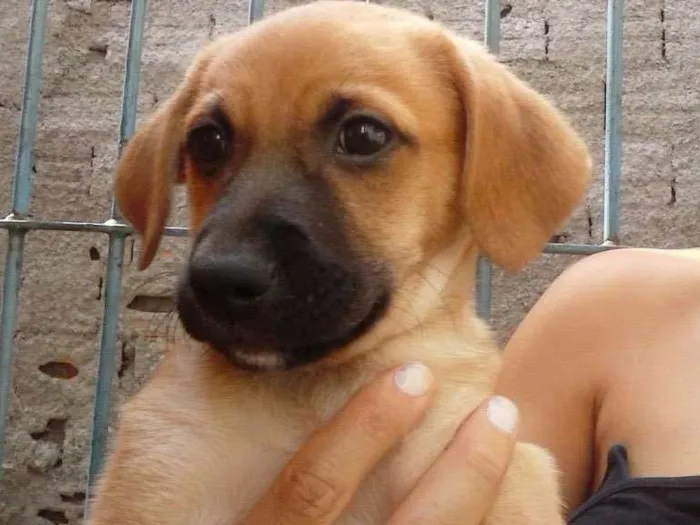 Cachorro ra a SRD  idade 2 a 6 meses nome Filhote( Marlon )
