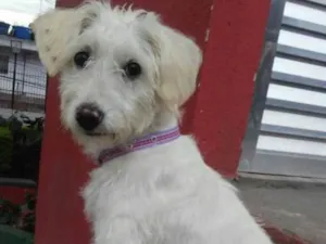 Cachorro raça Poodle (mestiça) idade 1 ano nome Babi