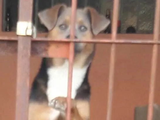 Cachorro ra a  idade 2 a 6 meses nome Sem Nome