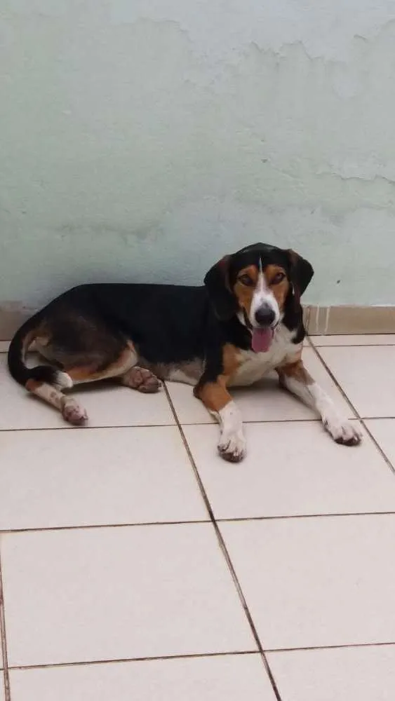 Cachorro ra a Caçador americano idade 2 anos nome Léo