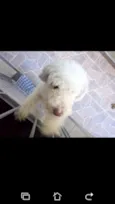 Floquinho