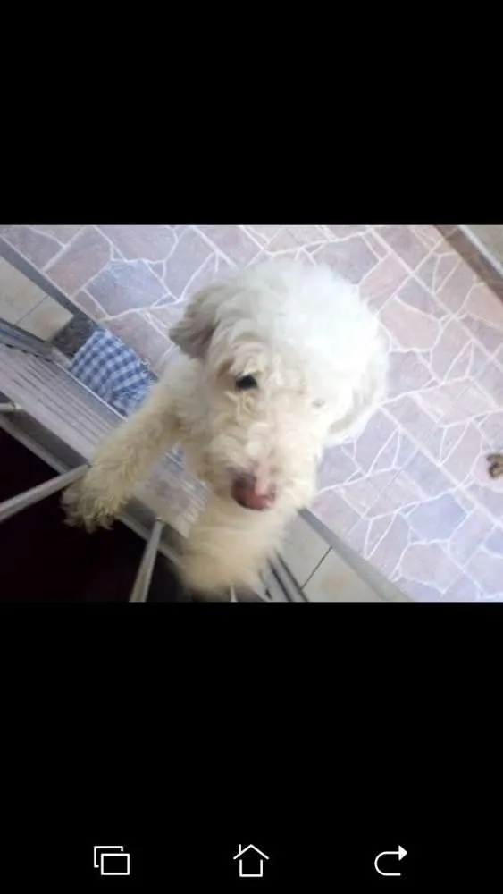 Cachorro ra a Vira lata idade 6 ou mais anos nome Floquinho